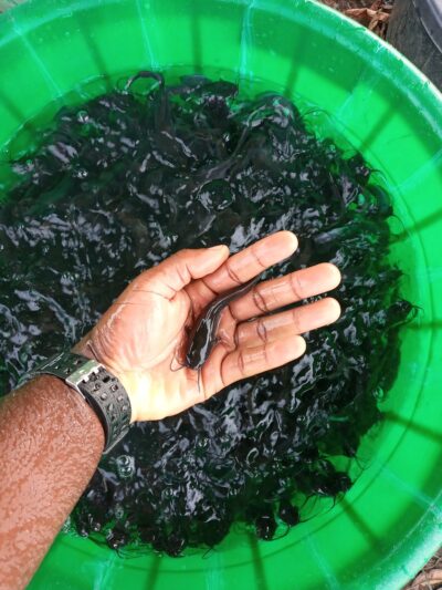 Fish stocking