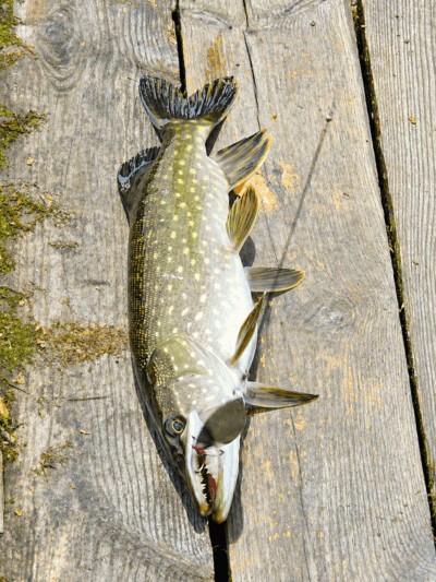 Predator Fishing