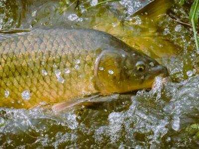Carp fishing set