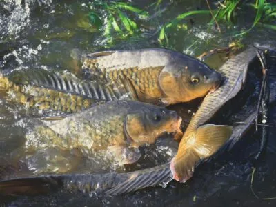 Carp fishing set