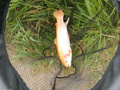 Trout fishing set