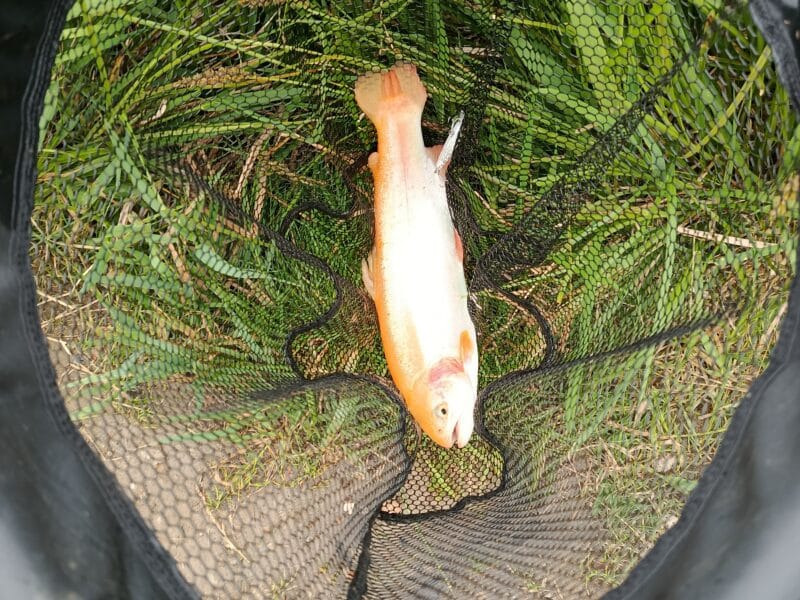 Trout fishing set
