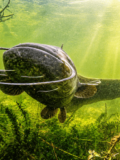 Catfish Fishing
